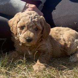Cooper - Red  male Poodle puppy in Akeley, Minnesota from Blessed Acres Miniature Poodles