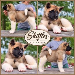 Skittles - Fawn female Akita puppy in Chillicothe, Missouri from TLC Akitas