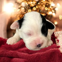 Korean Maltipoo Girl 2 - Black & white female Maltipoo puppy in Mooresville, North Carolina from Clearview Canines