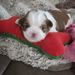 Chloe - Liver and white female Shih Tzu puppy in Parma, Idaho from SuLynnes Shih Tzus