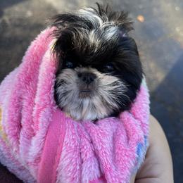 Shih Tzu Puppies from Majesty’s Shih Tzus