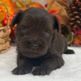 Nova Male 2 - Liver male Miniature Schnauzer puppy in Pageland, South Carolina from New Haven Farms