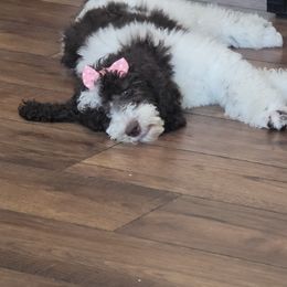 Poodle Puppies from Dogtastic Kennels