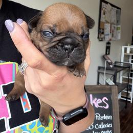 French Bulldog Puppies from B’s Frenchies