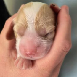 Apricot - Red and white female Cocker Spaniel puppy in Bayfield, Colorado from Lucky Doodle Creations