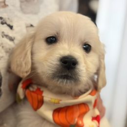 Golden Retriever Puppies from Goldens of Hope
