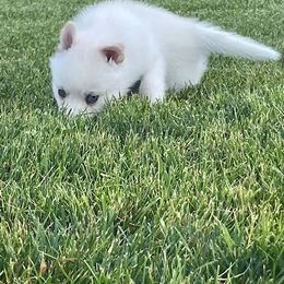Pomsky Puppies from Promise Land Pomskies