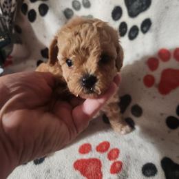 Peaches - Apricot female Poodle puppy in Attleboro, Massachusetts from Treasured Hearts Chihuahuas and Toy/mini poodles
