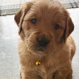 Golden Retrievers from Roepke Golden Retrievers
