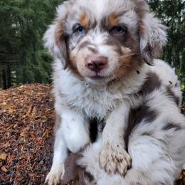 Australian Shepherd Puppies from Farmstead Aussies