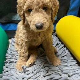 Goldendoodle Puppies from Da Ruba Doodles