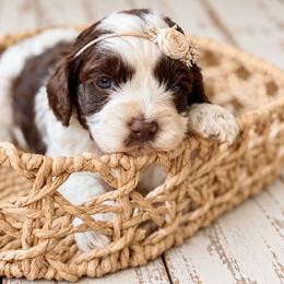 Matcha - Brown white and tan female Cockapoo puppy in Santa Barbara, California from K+C Doodles