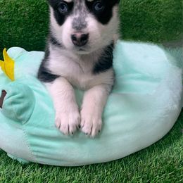 Pomsky Puppies from Liberty Pomsky