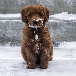 Cavapoos, Cockapoos, and Goldendoodles from Rocking JH Doodles