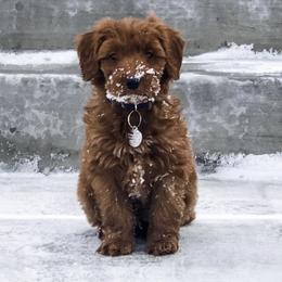 Cavapoos, Cockapoos, and Goldendoodles from Rocking JH Doodles