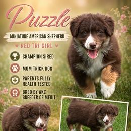 Puzzle - Red tri-color female Miniature American Shepherd puppy in Spanaway, Washington from Meadow Run Mini American Shepherds