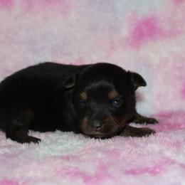 Rachel - Black tri female Miniature Australian Shepherd puppy in Paris, Texas from Kuttin’ Up Mini Aussies