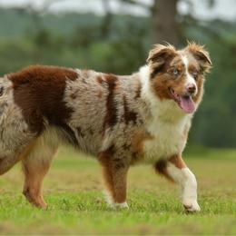 Houseboat - Red merle female Miniature Australian Shepherd puppy in Hartman, Arkansas from Southern Edition Aussies
