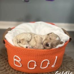 Goldie - Cream female Goldendoodle puppy in Siesta Key, Florida from Siesta Key Doodles