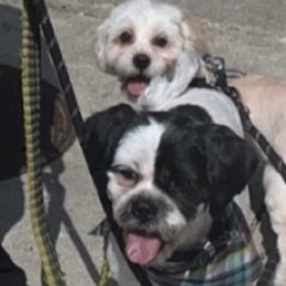 Booshie - Shih Tzu