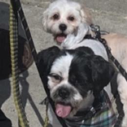 Booshie - Shih Tzu