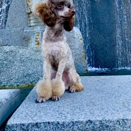 Laney - Goldendoodle