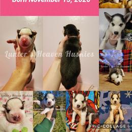 Siberian Husky Puppies from Lunter's Heaven Huskies