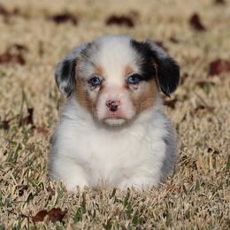 Bella - American Corgi puppy from Native Corgis
