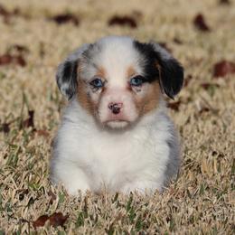 Bella - American Corgi puppy from Native Corgis
