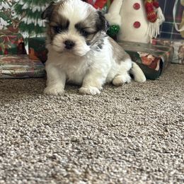 Chris - Silver and white male Shih Tzu puppy in Bradley, South Carolina from Katie’s Kennel