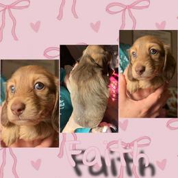 Faith - Chocolate female Dachshund puppy in Brazil, Indiana from King Duke Dachshunds