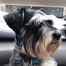 Toedoe - Miniature Schnauzer