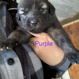 Purple - Gray female Sarplaninac puppy in Colorado Springs, Colorado from Pesky Redneck Mini Ranch