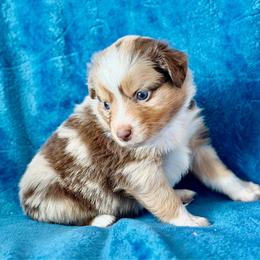 Teal collar - Red merle female Aussiedoodle puppy in 32046, Florida from River Hill Ranch