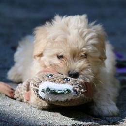 Levi - Wheaten male Miniature Schnauzer puppy in Port Orchard, Washington from Silver Bells Miniature Schnauzers