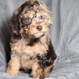 Tultiry - Brown merle female Aussiedoodle puppy in Cleveland, Georgia from Jam's Doodles And Poodles