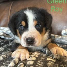 Green Boy - Black, white and red male Greater Swiss Mountain Dog puppy in Knoxville, Maryland from Dahlgren Swissys
