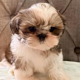 Danny - Red and white male Shih Tzu puppy in Hemet, California from Aloha Shih Tzu