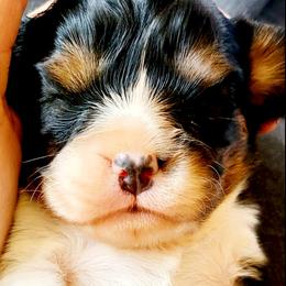 Cavalier King Charles Spaniel Puppies from Puppyloversplace