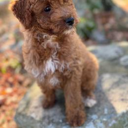Trick - Apricot male Goldendoodle puppy in Killingly, Connecticut from Woodland Acres