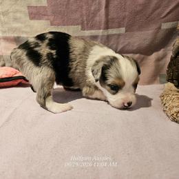 Blue - Blue merle male Toy Australian Shepherd puppy in Snowflake, Arizona from Halfpint Aussies