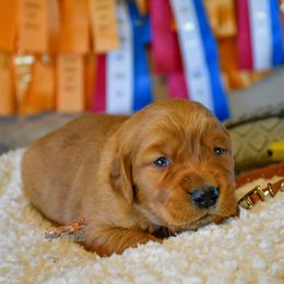 Golden Retriever Puppies from Red Prairie Retrievers
