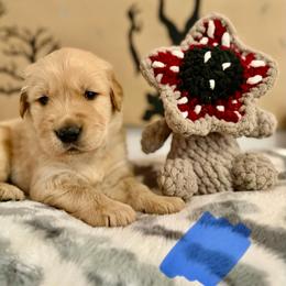 Steve - Golden male Golden Retriever puppy in Duncan, South Carolina from Glimmer Goldens