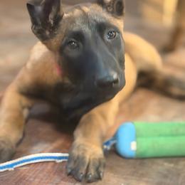 Solid male - watchful - confident and affectionate - Fawn sable male Belgian Malinois puppy in Columbia, South Carolina from Kaizen von Ruach Malinois