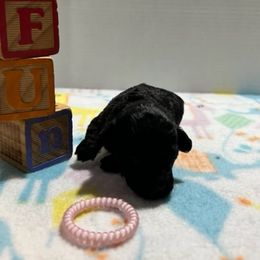 "Kona  (female black) smallest" Poodle Puppies from Willow Lake Mini Pups