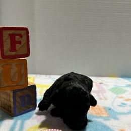 "Kona  (female black) smallest" Poodle Puppies from Willow Lake Mini Pups