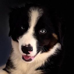 Jazzy - Australian Shepherd