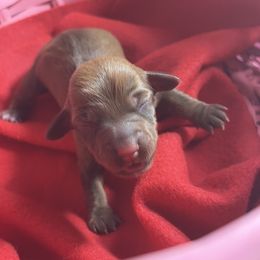 Girl 3 - Brindle female Dachshund puppy in Lake City, Florida from My Ditzy Doxies of Florida