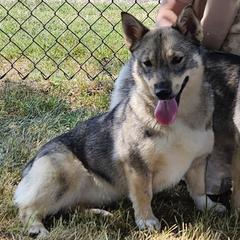 Summer - Swedish Vallhund