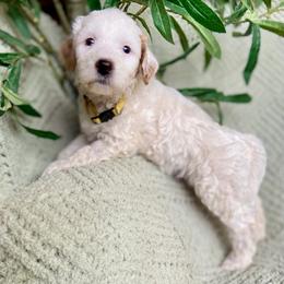 Kathani - Parti female Goldendoodle puppy in Barstow, California from Golden Desert Doodles
